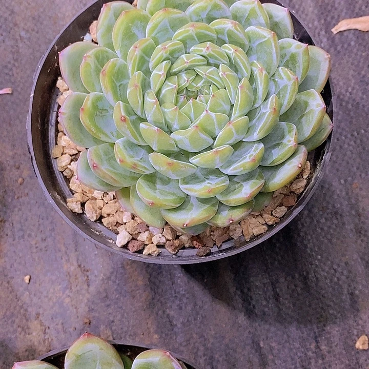 柯***珉雪花珍妮多肉植物老桩