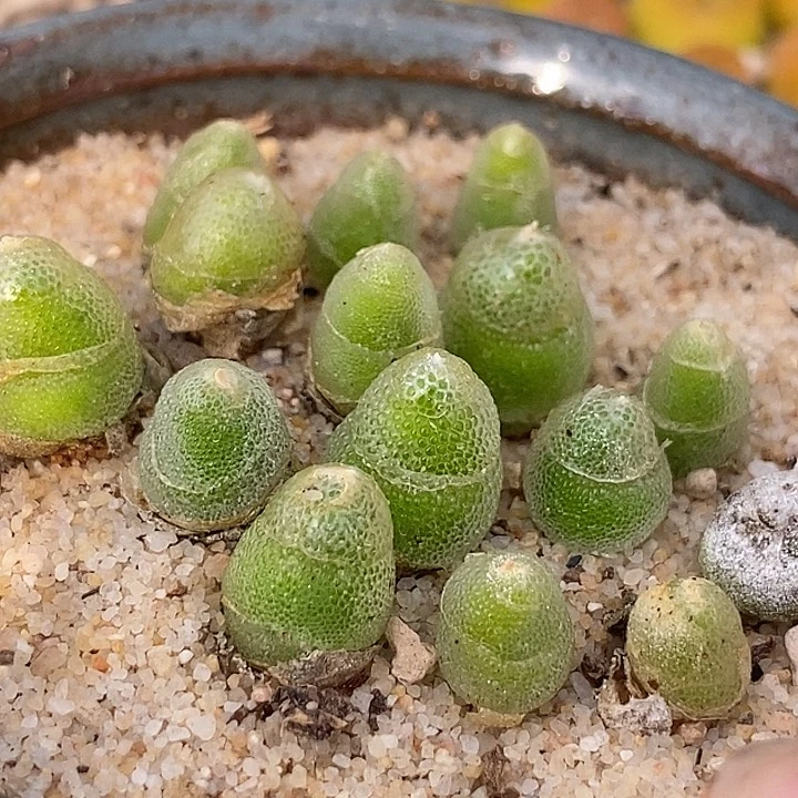 13529亲指姬一颗