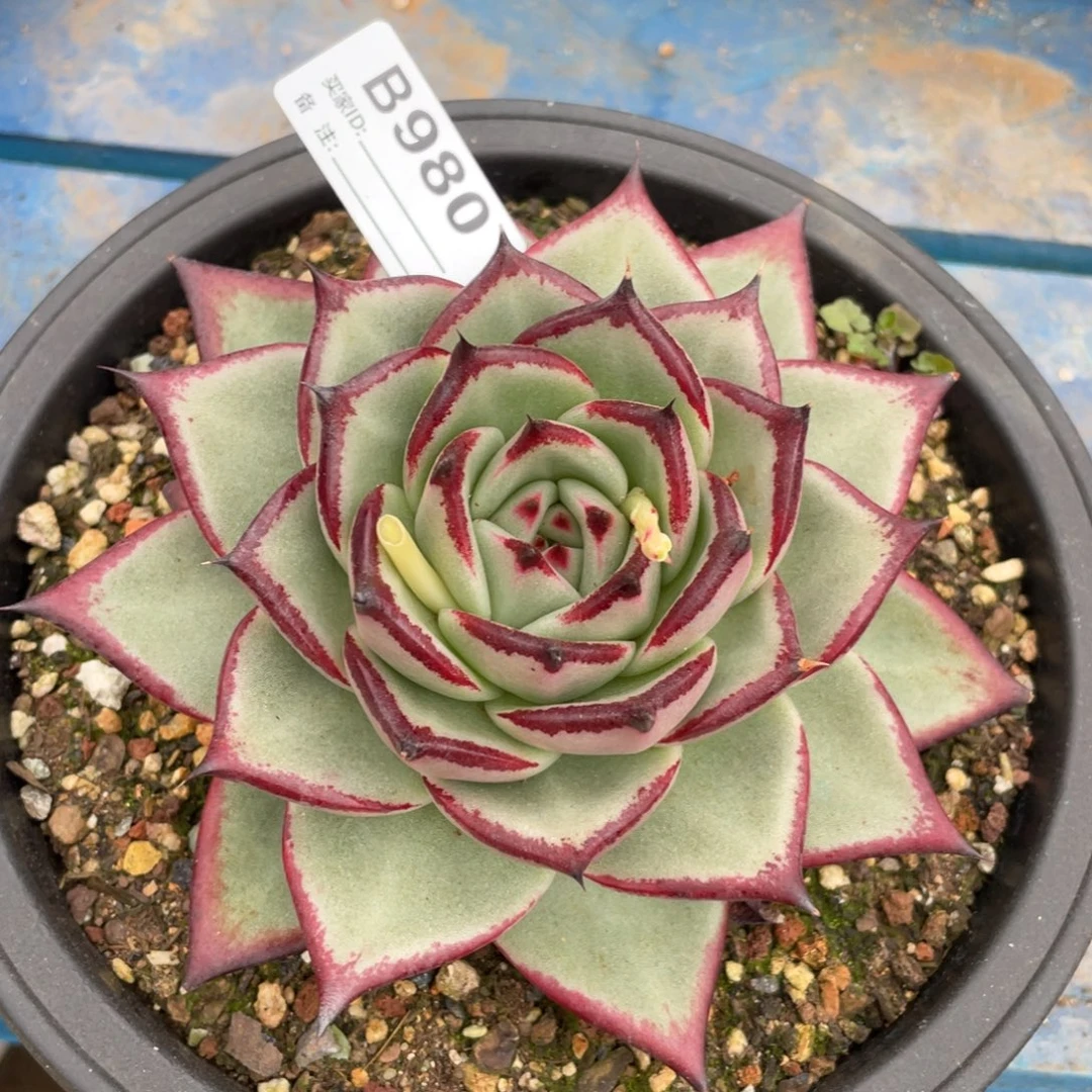 无花朵若如东云单拍B980