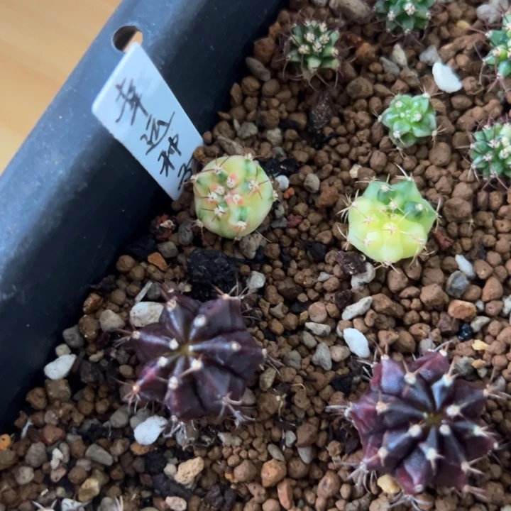 佳***缘幸运种子侧芽自根