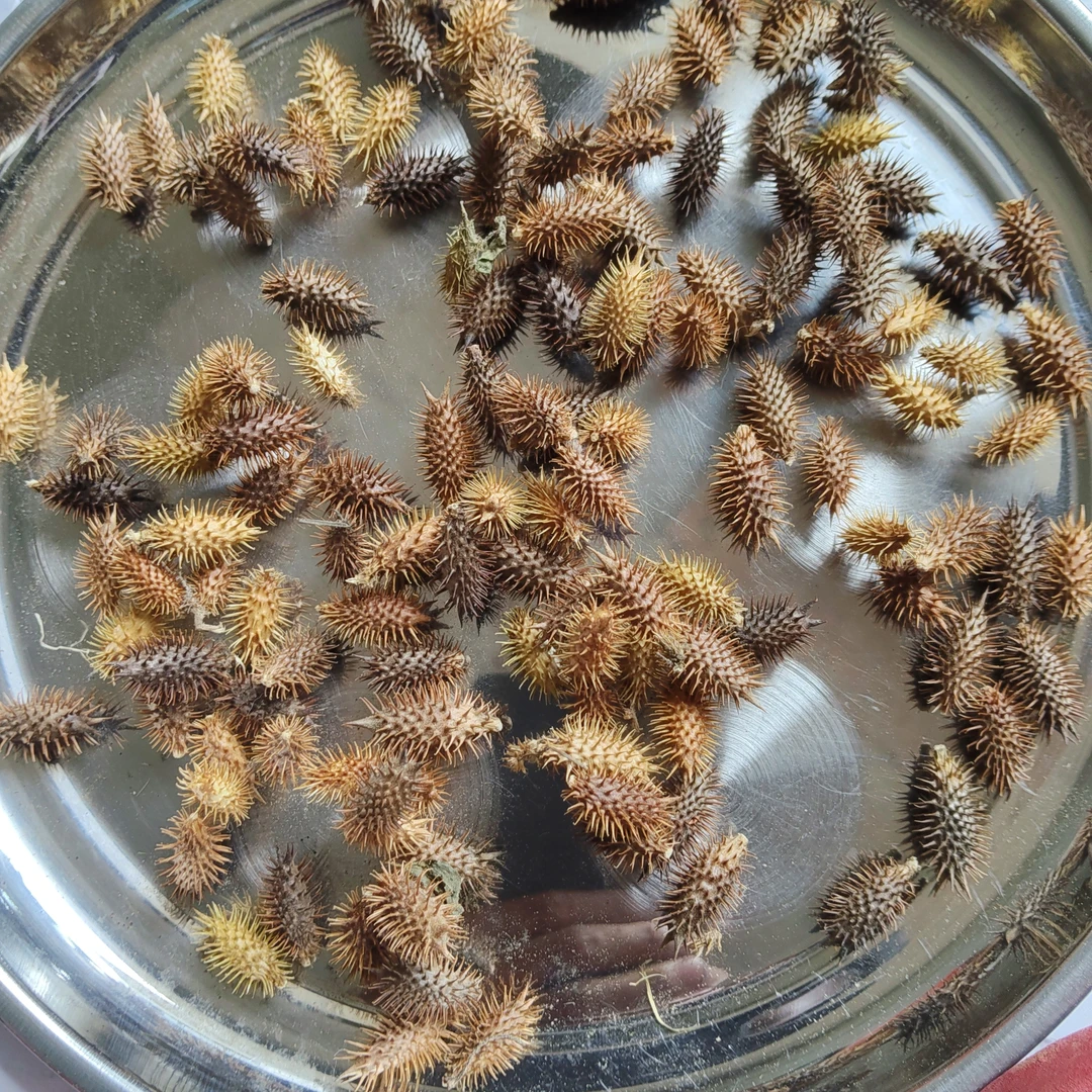 贵州深山野生（仓耳子）干货