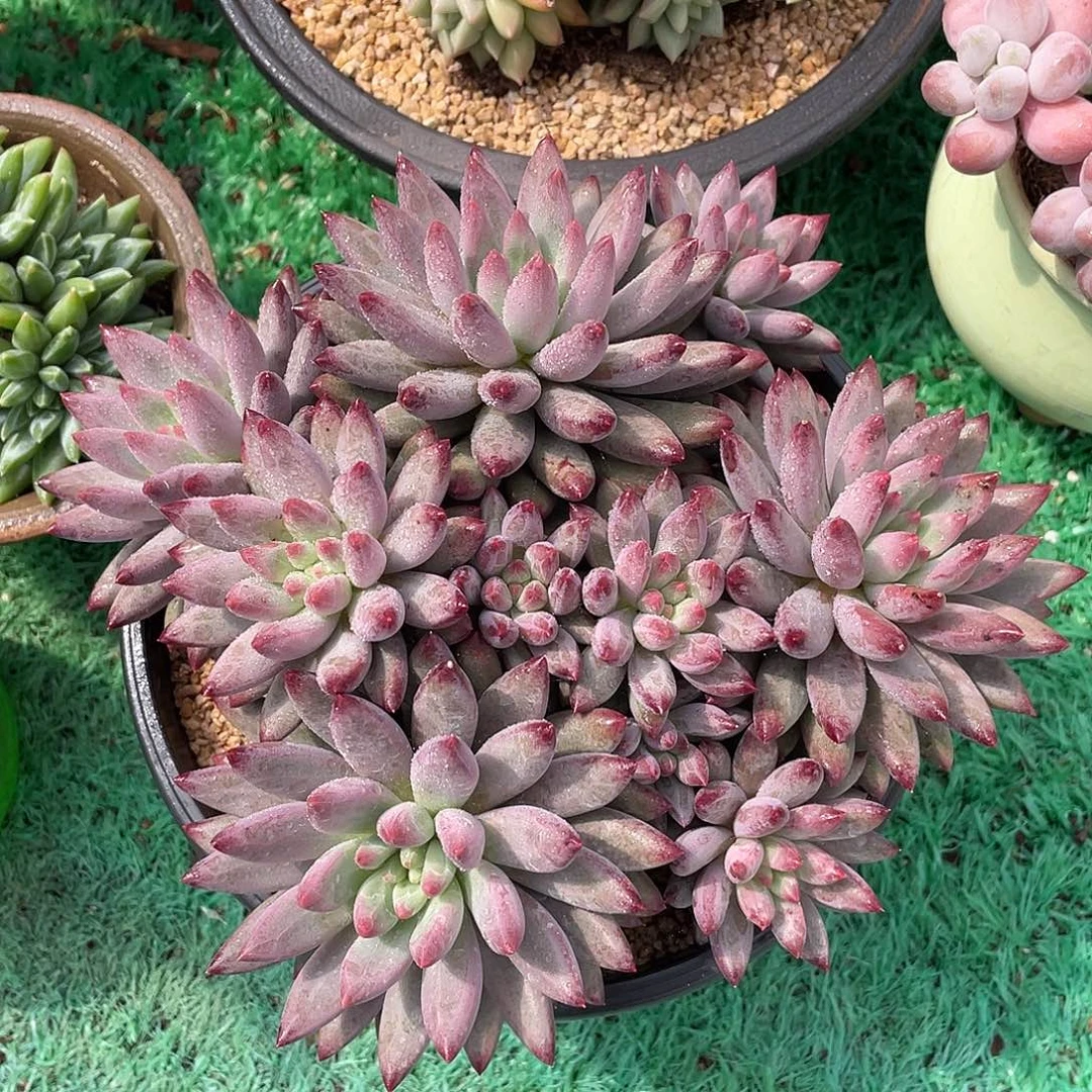 多头无砍虞美人多肉