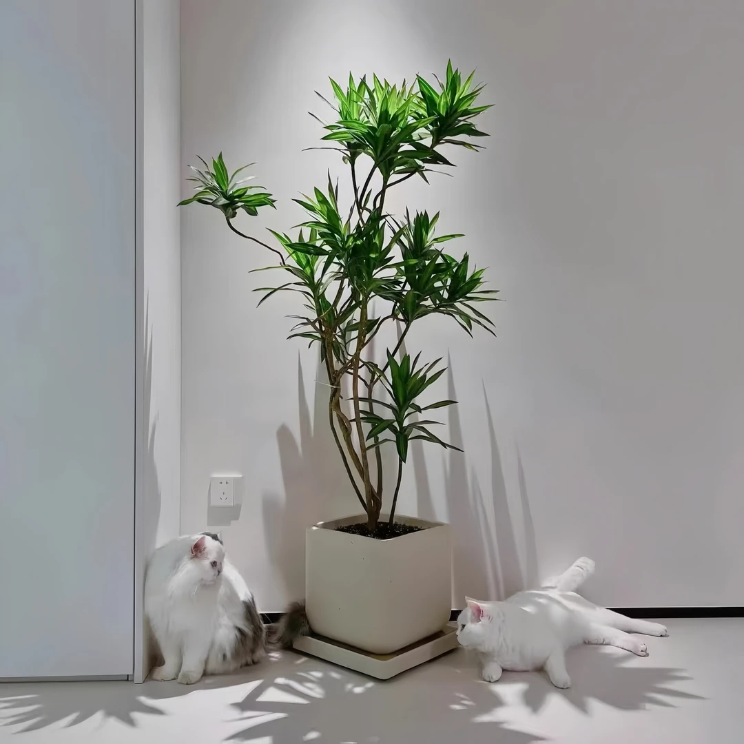 【直播间一物一拍专属链接】金心百合竹北欧风室内绿植盆栽绿植好养