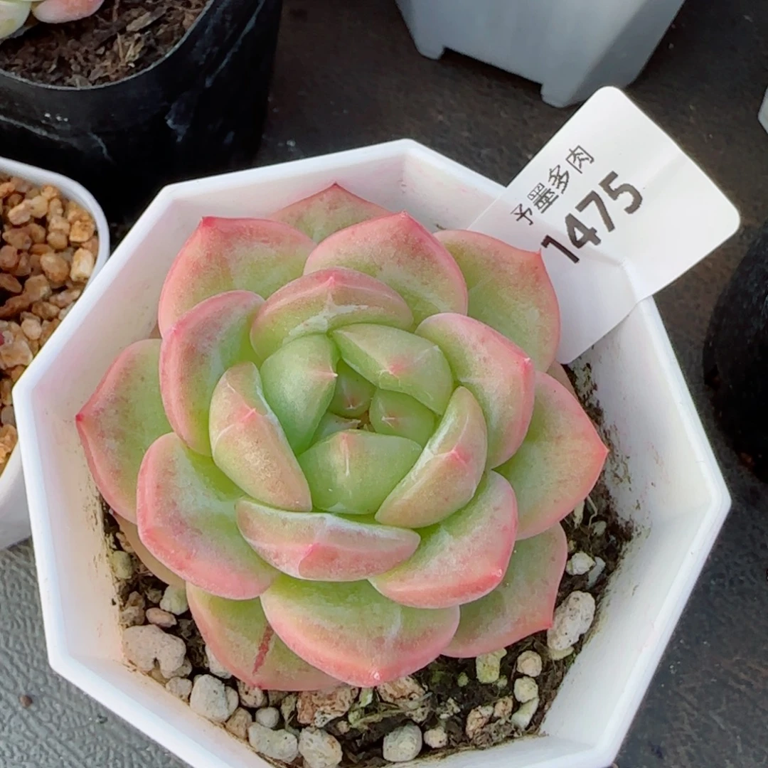 一帘幽梦，1475多肉植物