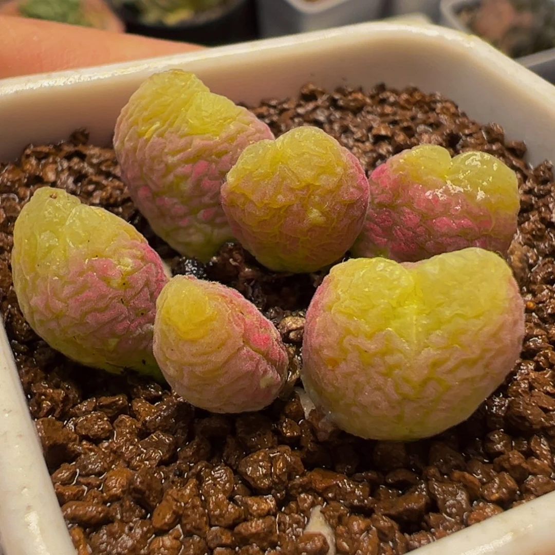 粉枣玲玉群多肉植物
