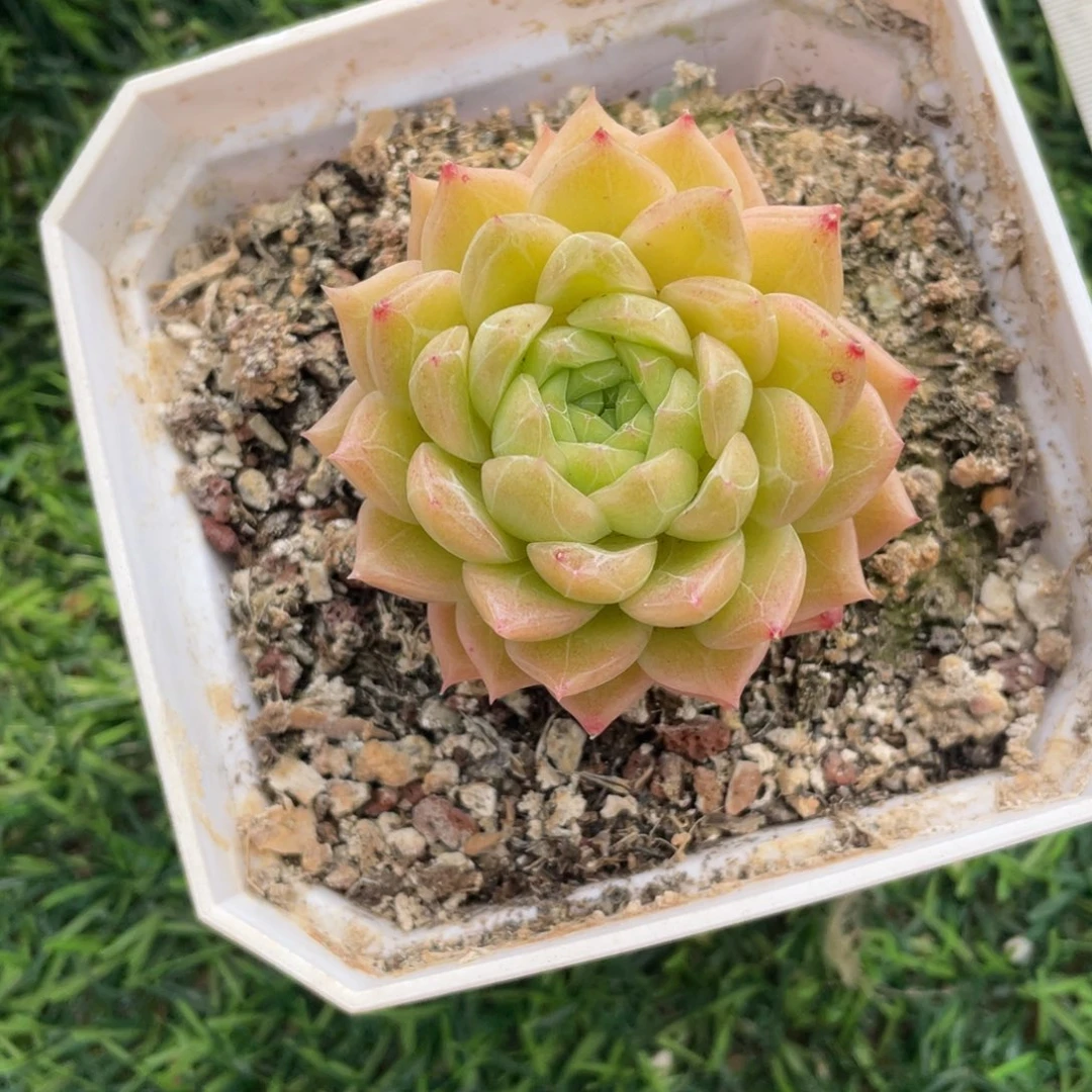 杂交冠幅6 公分一物一拍