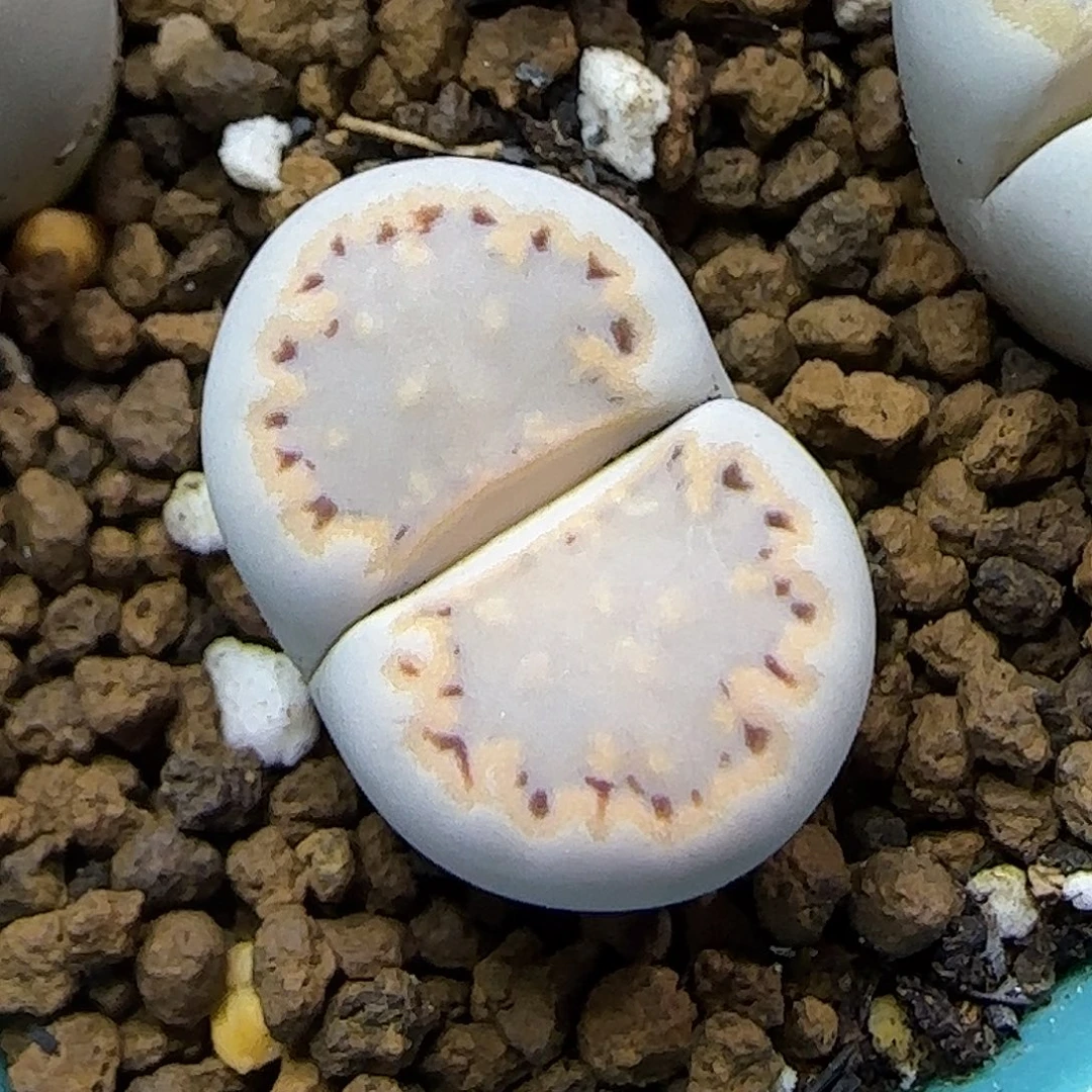 11.23.c216饼干.9031尺寸1.8cm