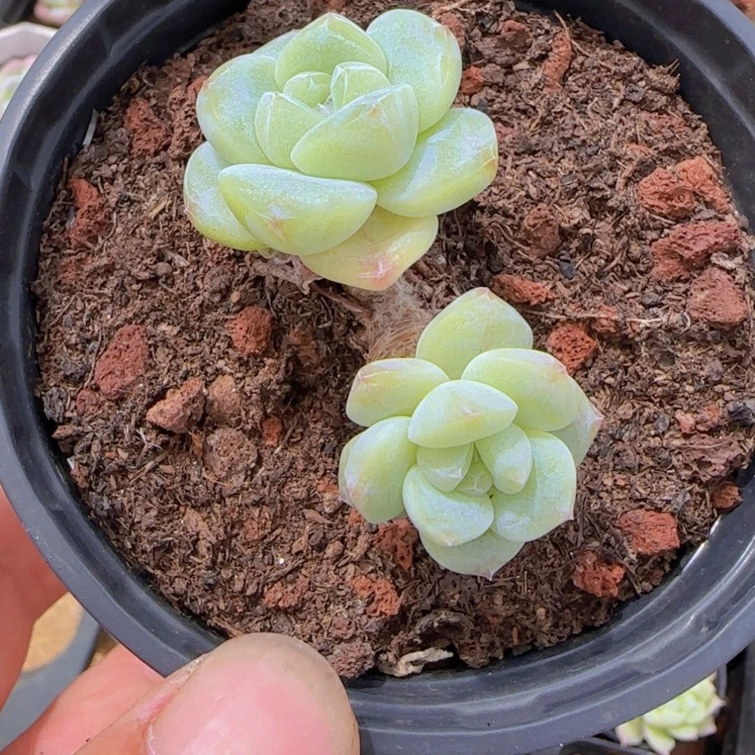 冰玉老桩精控一物一拍