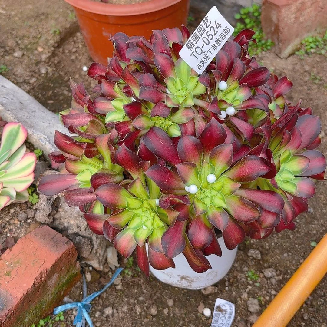 韶华多肉植物二号524