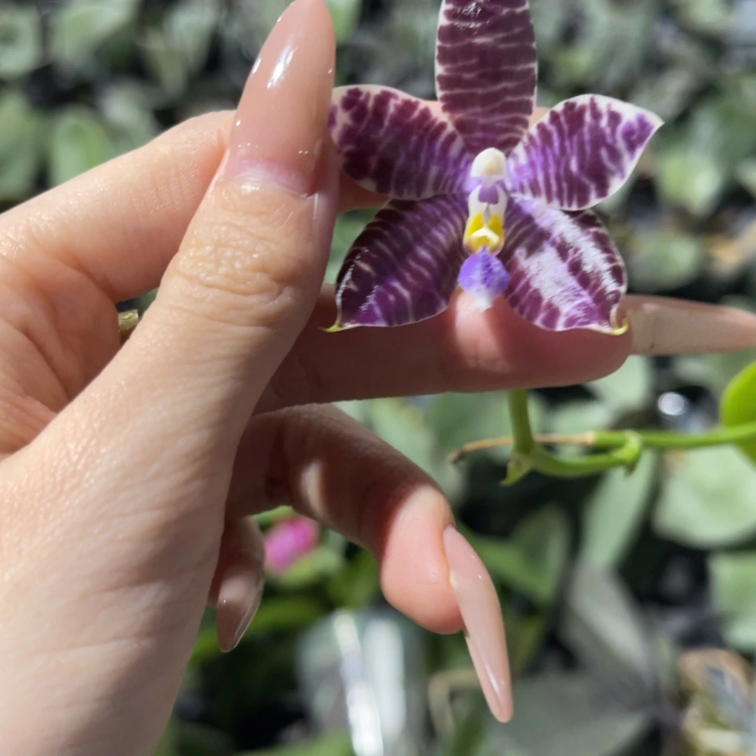 完全开放柳林3582