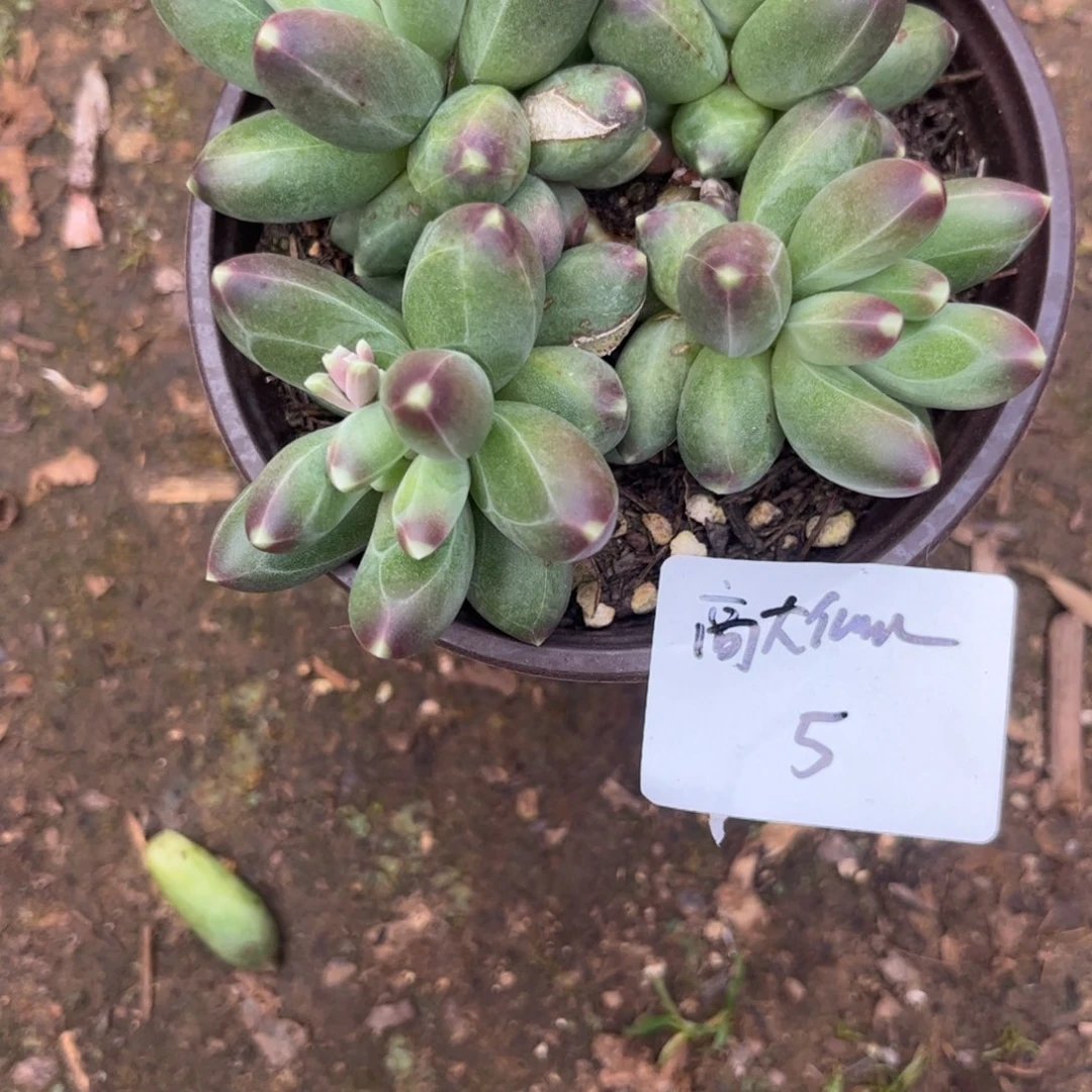 高**儿千代田多肉植物