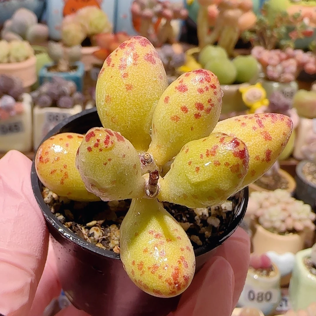 T可爱小黄鱼盆口5cm