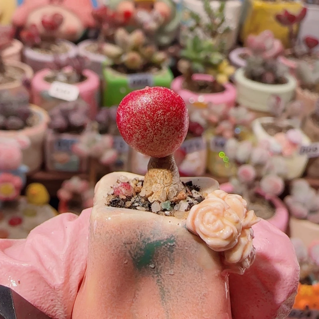 T厚叶红舒提盆口1cm