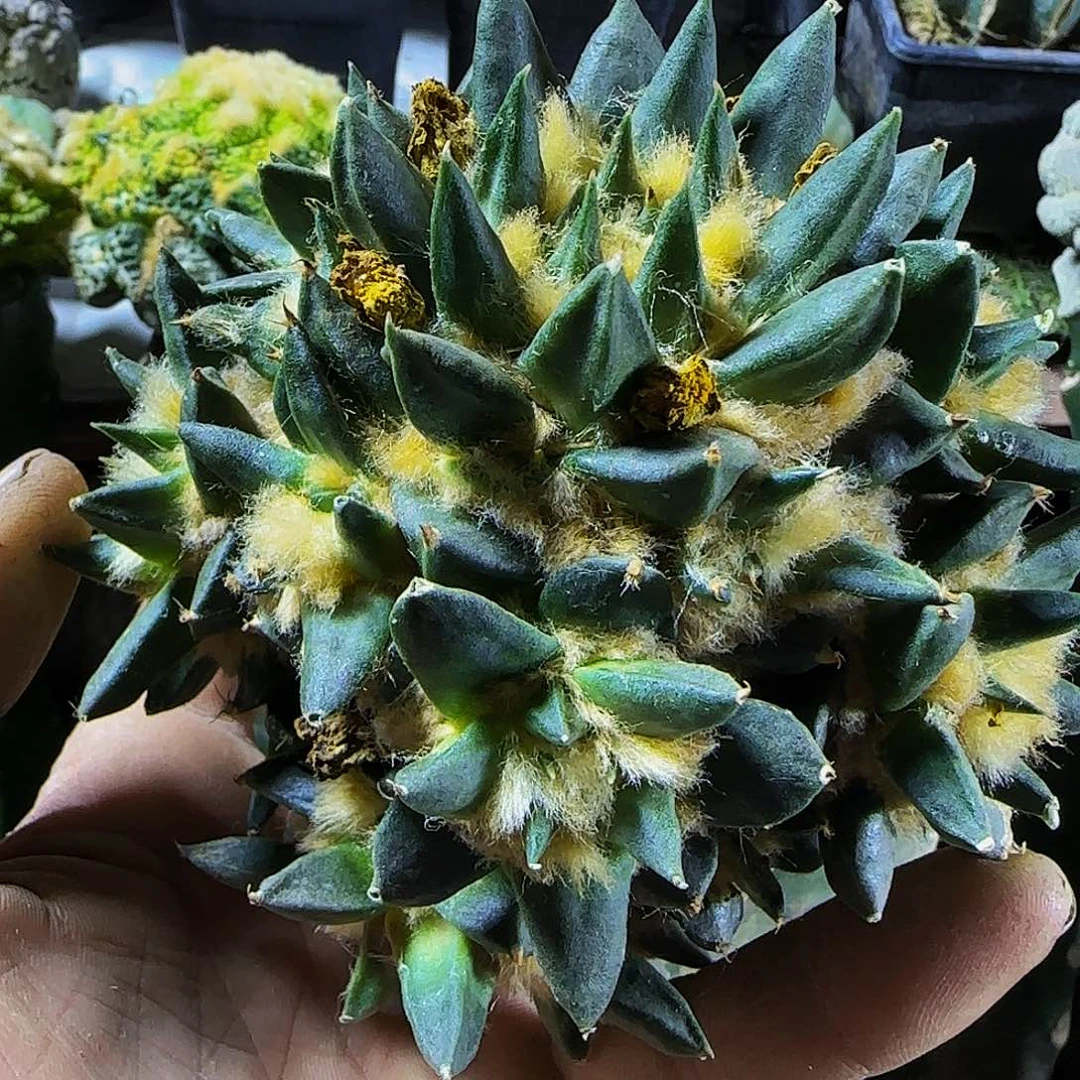 龙牙牡丹群头839