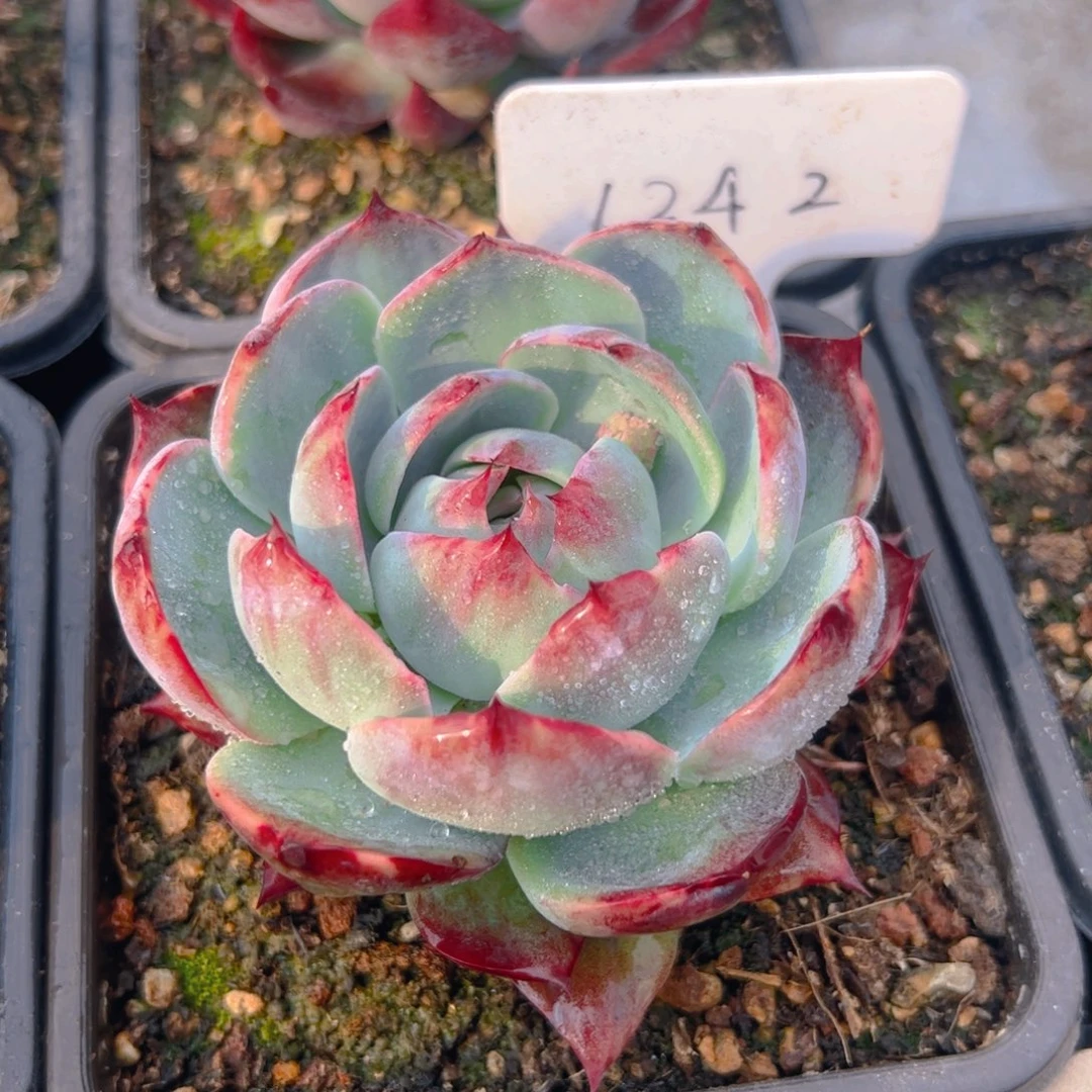 ?***?惊鸿仙子一物一拍1242号