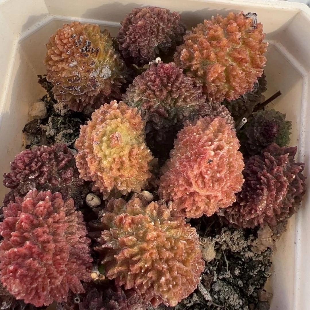 满盆朱紫玉多头纯木质桩多肉植物