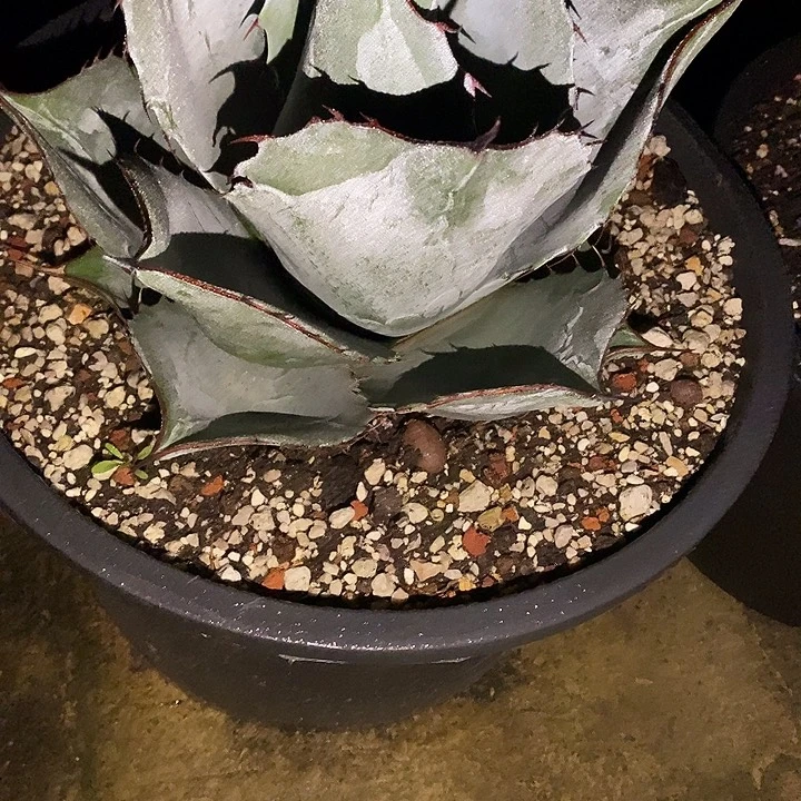 多肉植物龙蛇兰植物