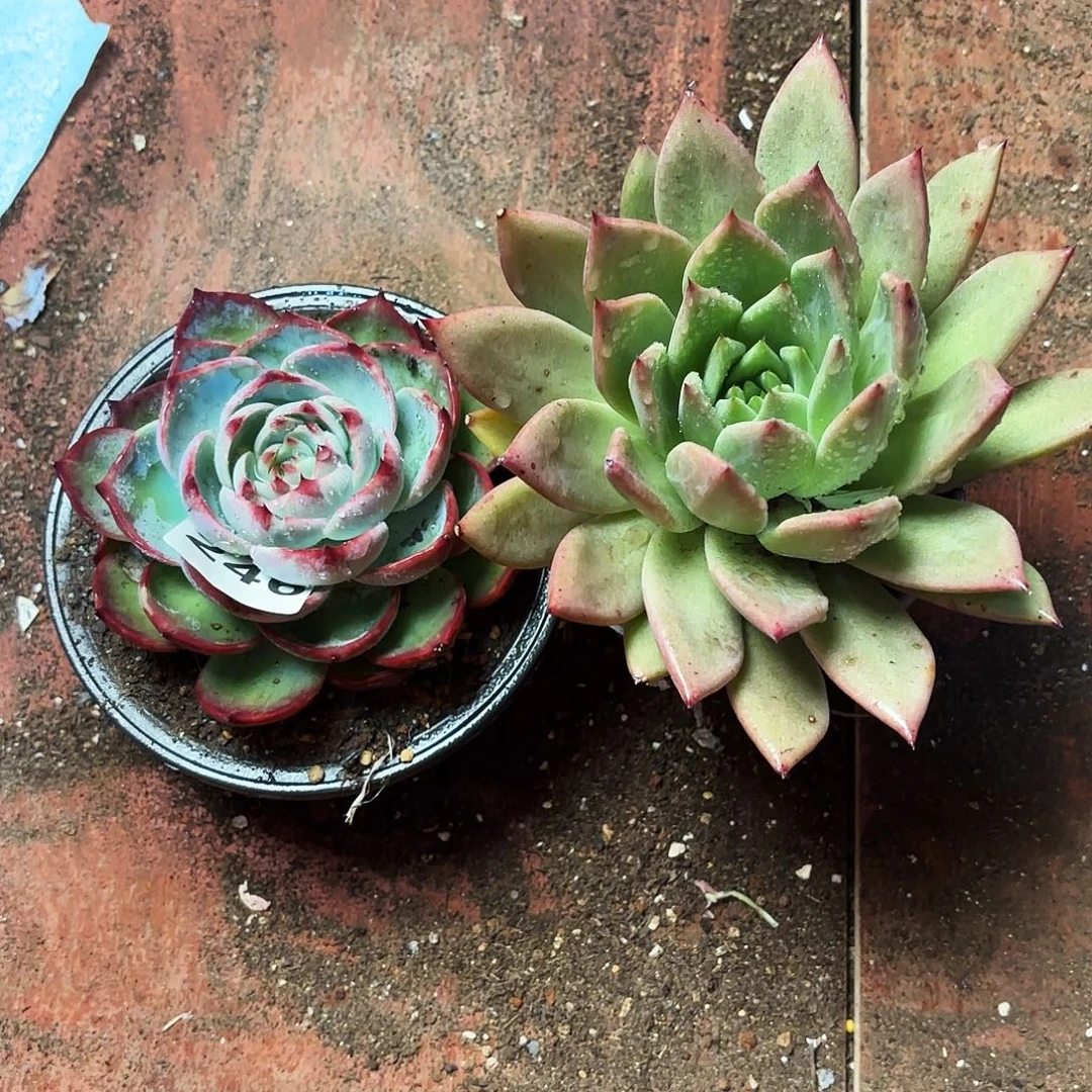 多肉福利246号一颗巨人，一颗惊鸿