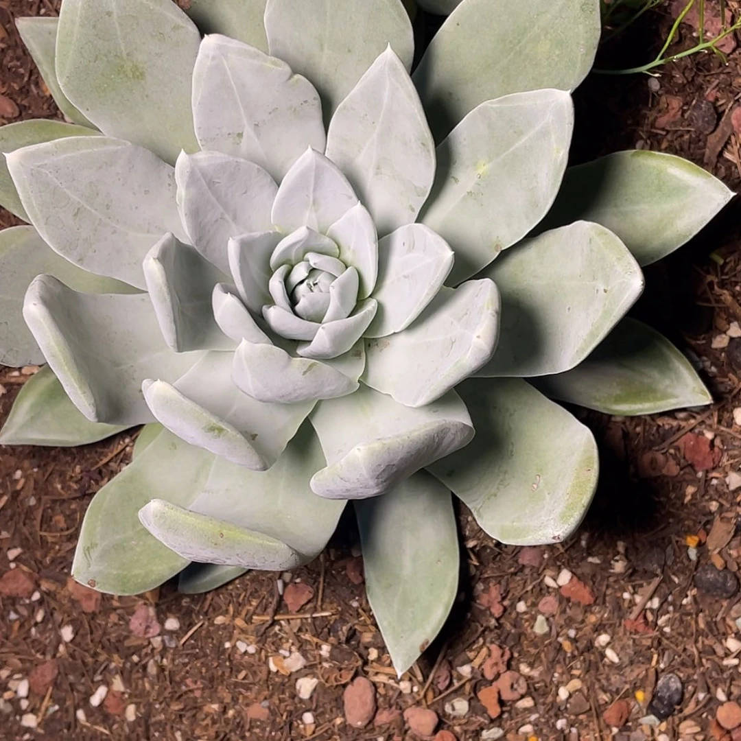 【闪购商品】浅***唇帕翠莎