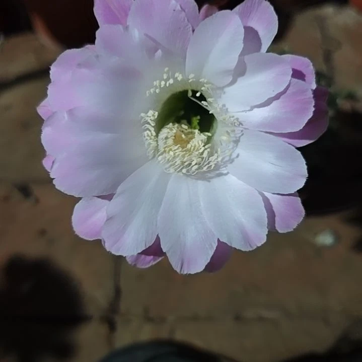 34号实生彩草，球小瑕疵一物一拍，脱土摘花发货，满20包邮