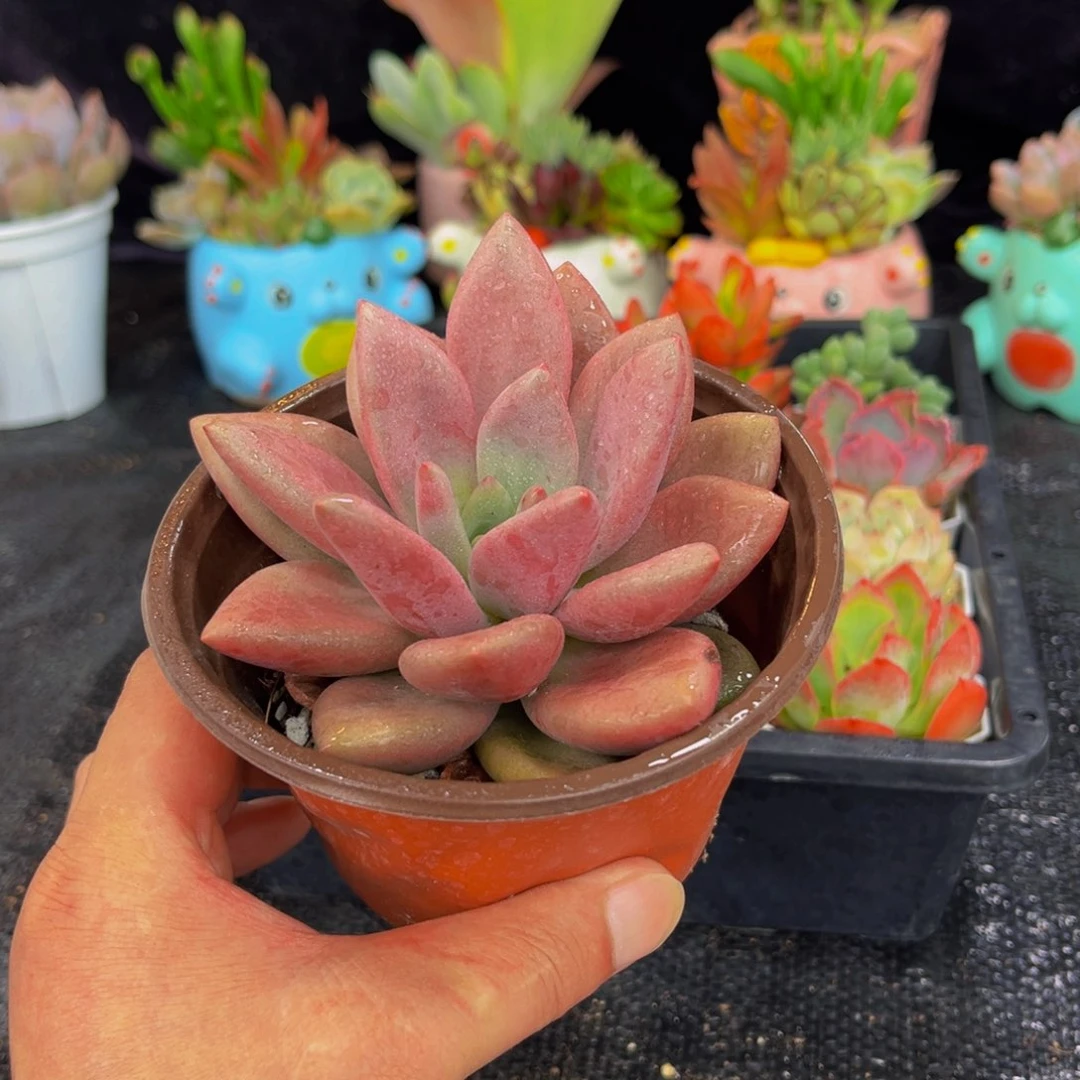 桃花源110多肉植物