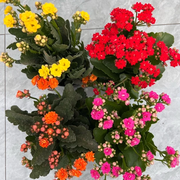 长寿花园四颗组合～【春晓➕蜜桔➕露丝➕阿玛朵】