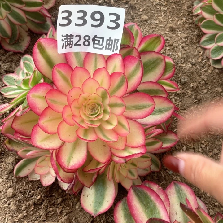 3393二号棚倾城多肉M