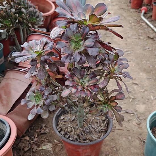 花蝴蝶加急发货22