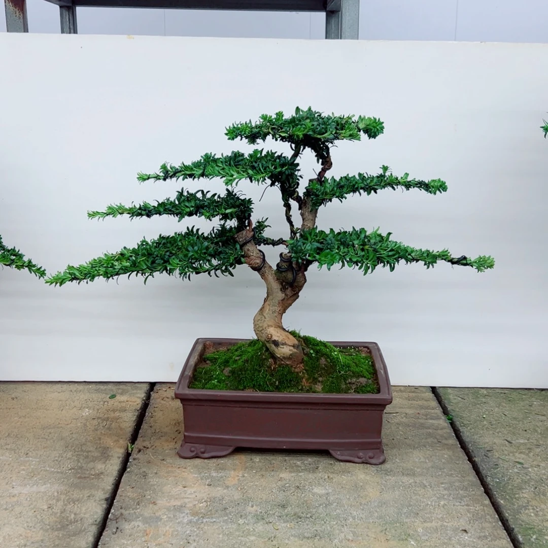 z***君无花朵罗汉松盆景造型树形象设计