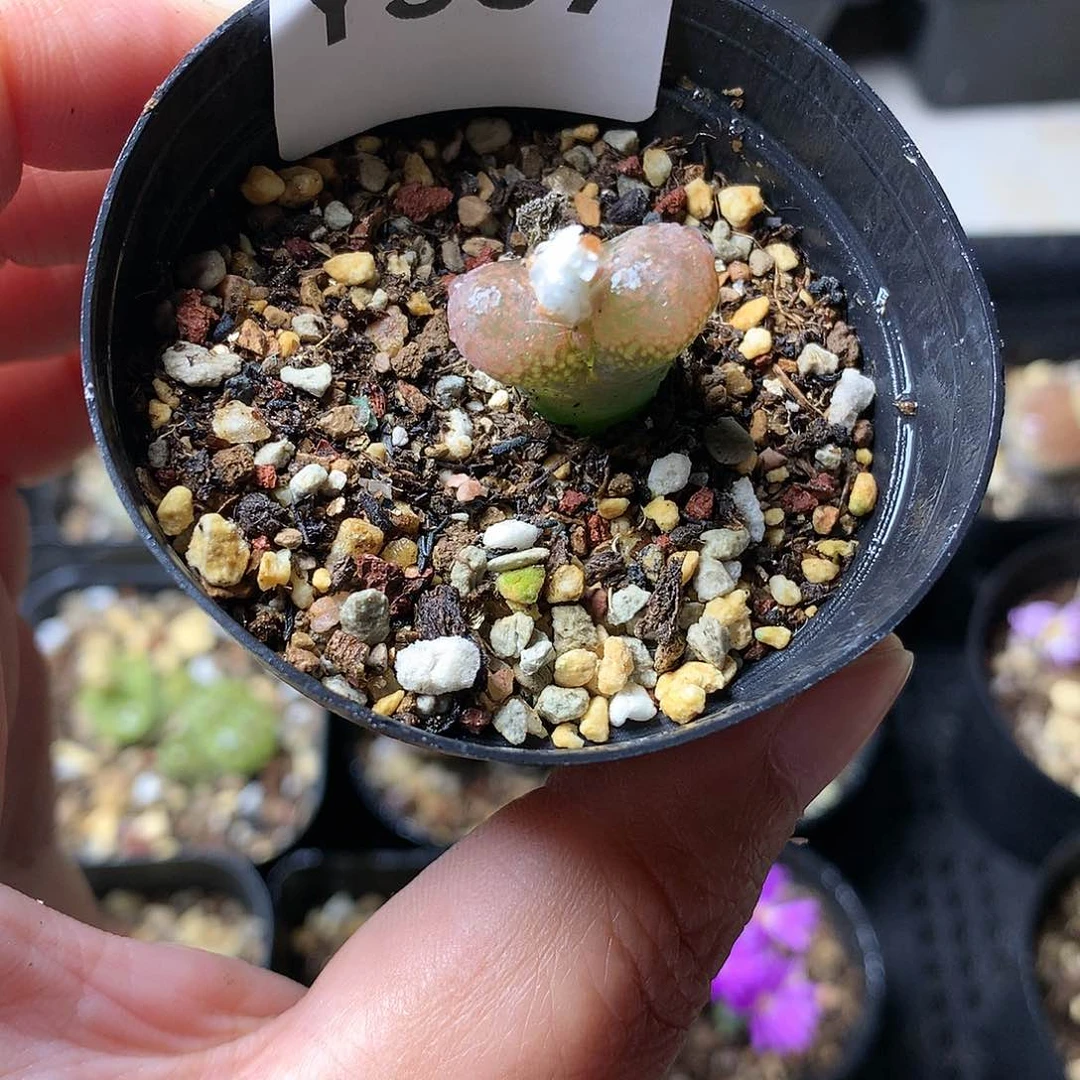 Y367多肉植物保护研究所