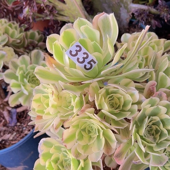t***8多肉植物一个法师
