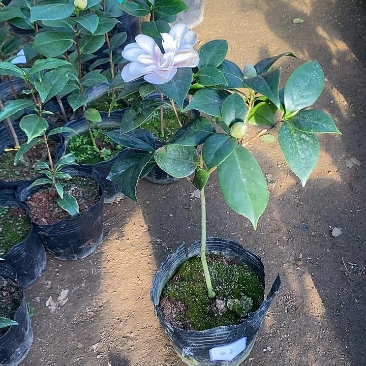 茶花茶花茶花茶花