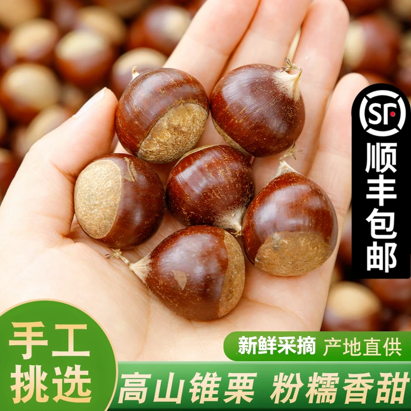 2025年新鲜福建建瓯锥栗油栗子圆栗农家现摘毛栗板栗生1/2/3/5斤