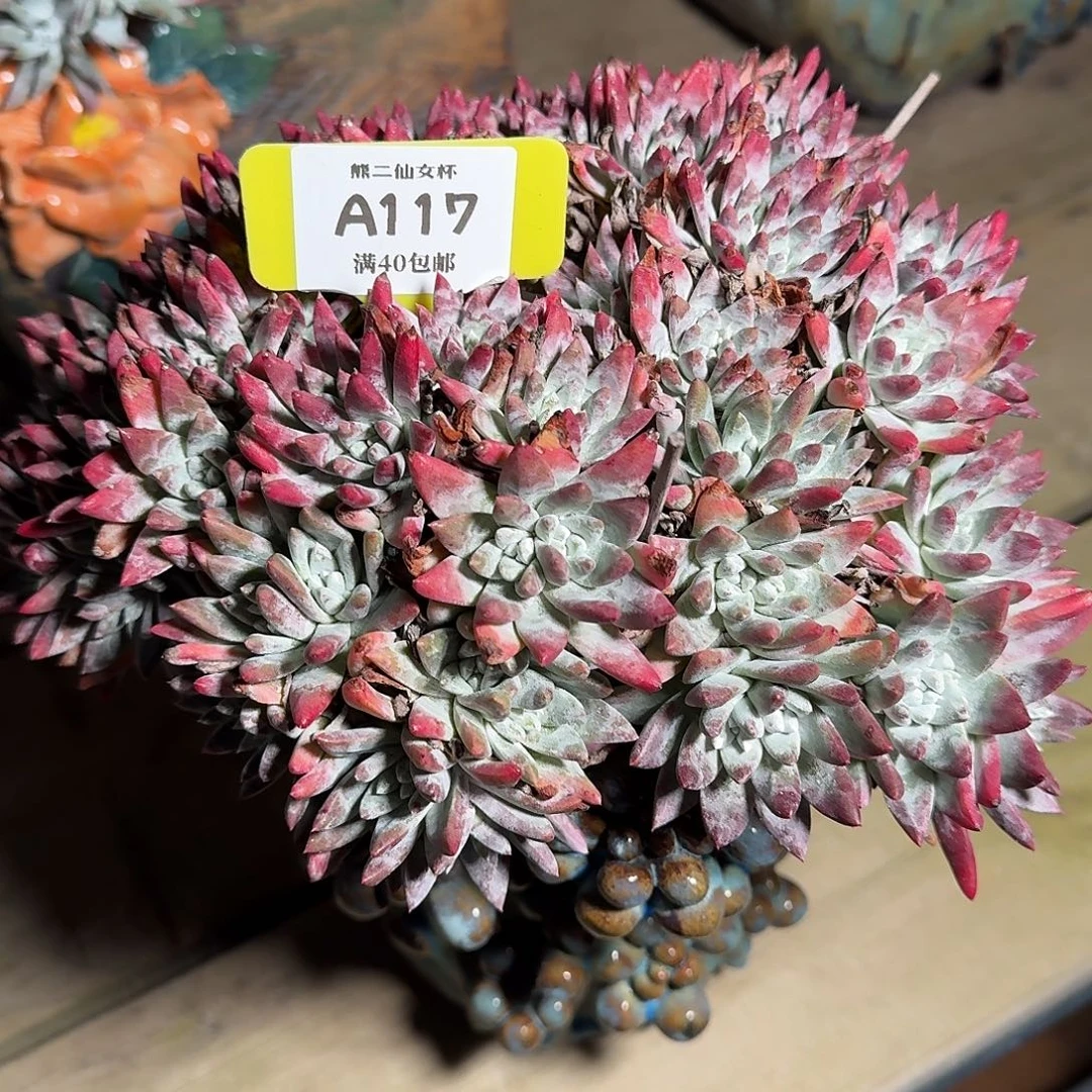 小****多肉植物仙女杯A117
