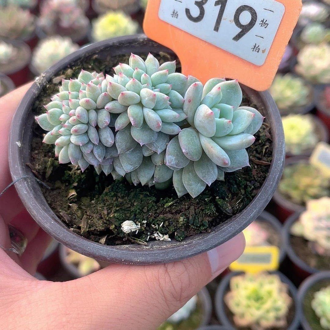 龙头梦露缀319号多肉