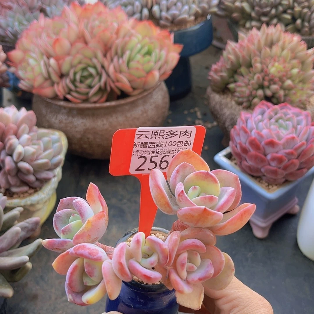 2568白月光多肉植物