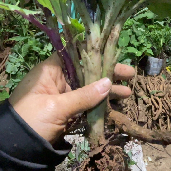 不开花植物不开花植物