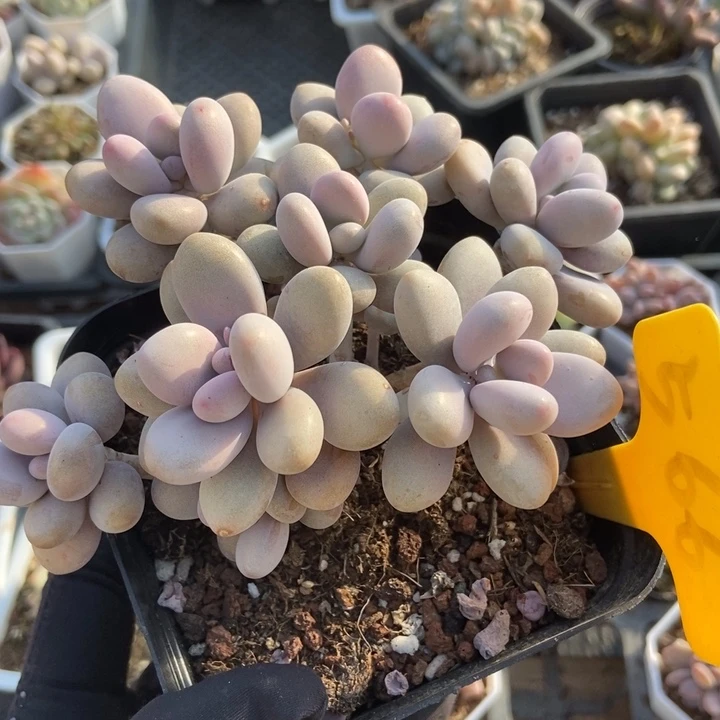 12桃蛋多肉植物保护