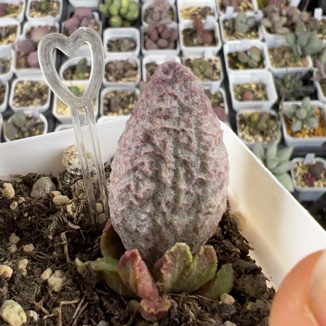 融化纹猪肝多肉植物水泡
