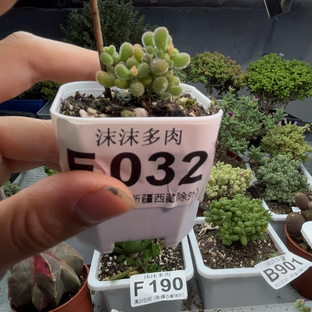 翡翠 032。