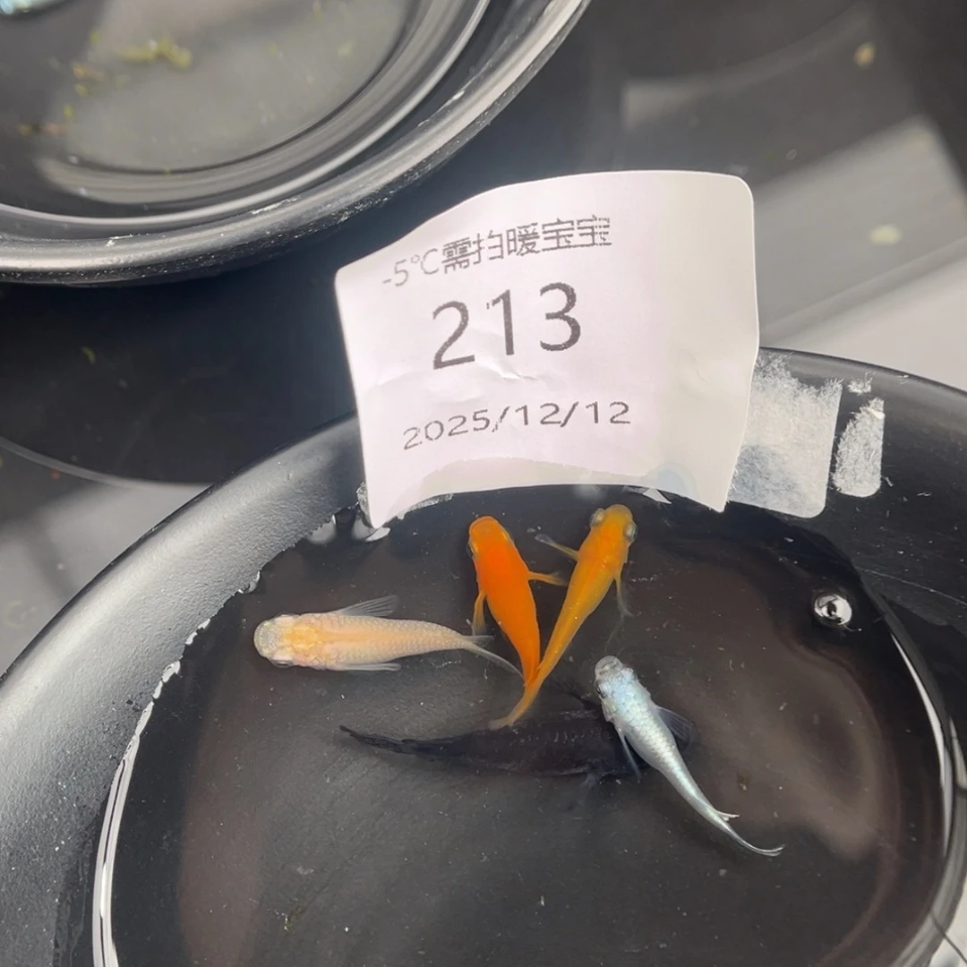 青鳉鱼213短体五尾