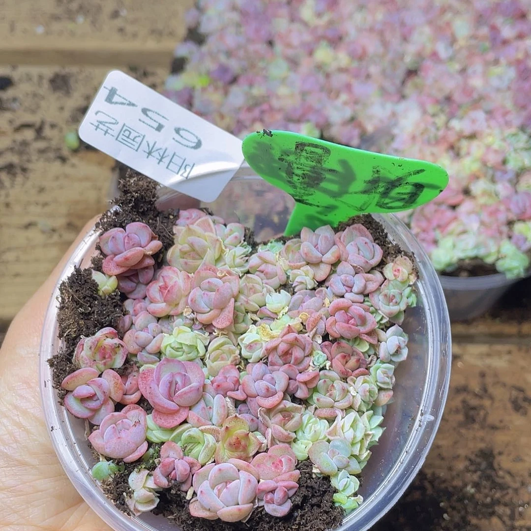 量拍多肉植物多肉植物654