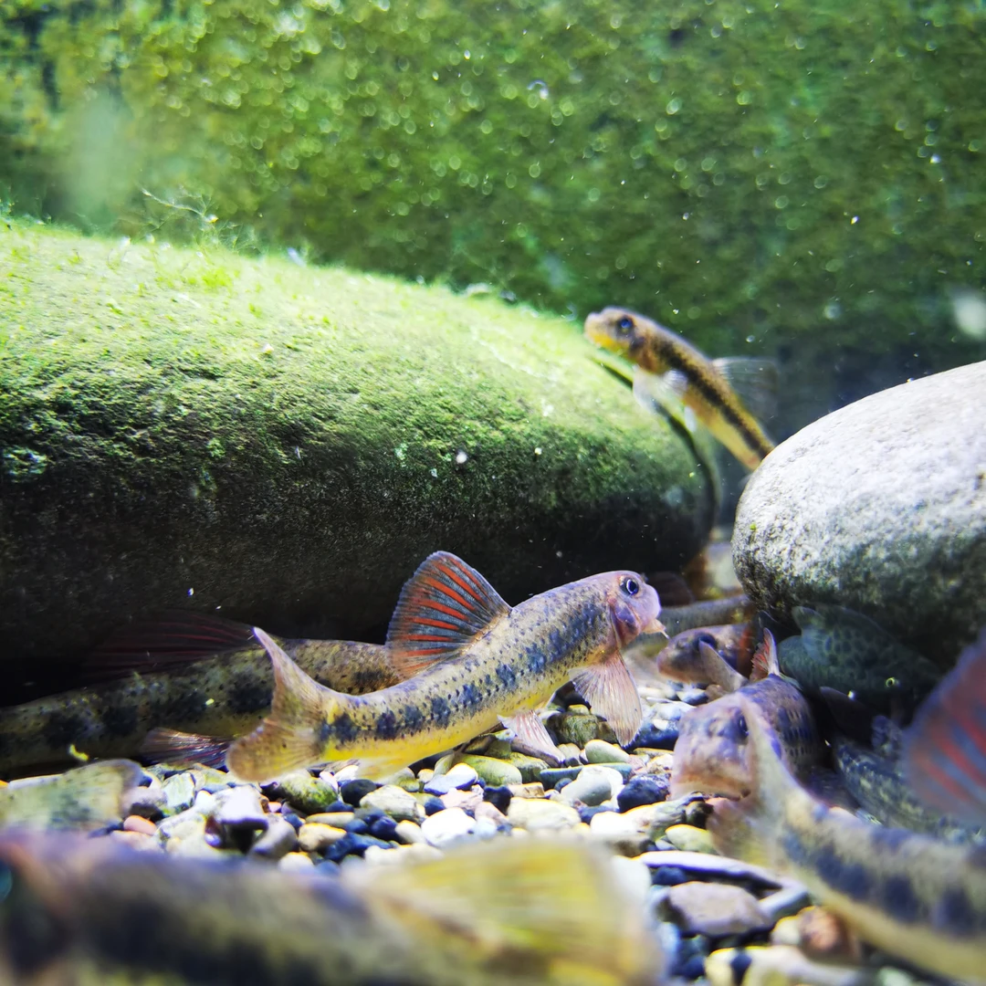 小号6-8cm建德小鳔鮈原生鱼底栖鱼除藻工具鱼冷水鱼群游鱼