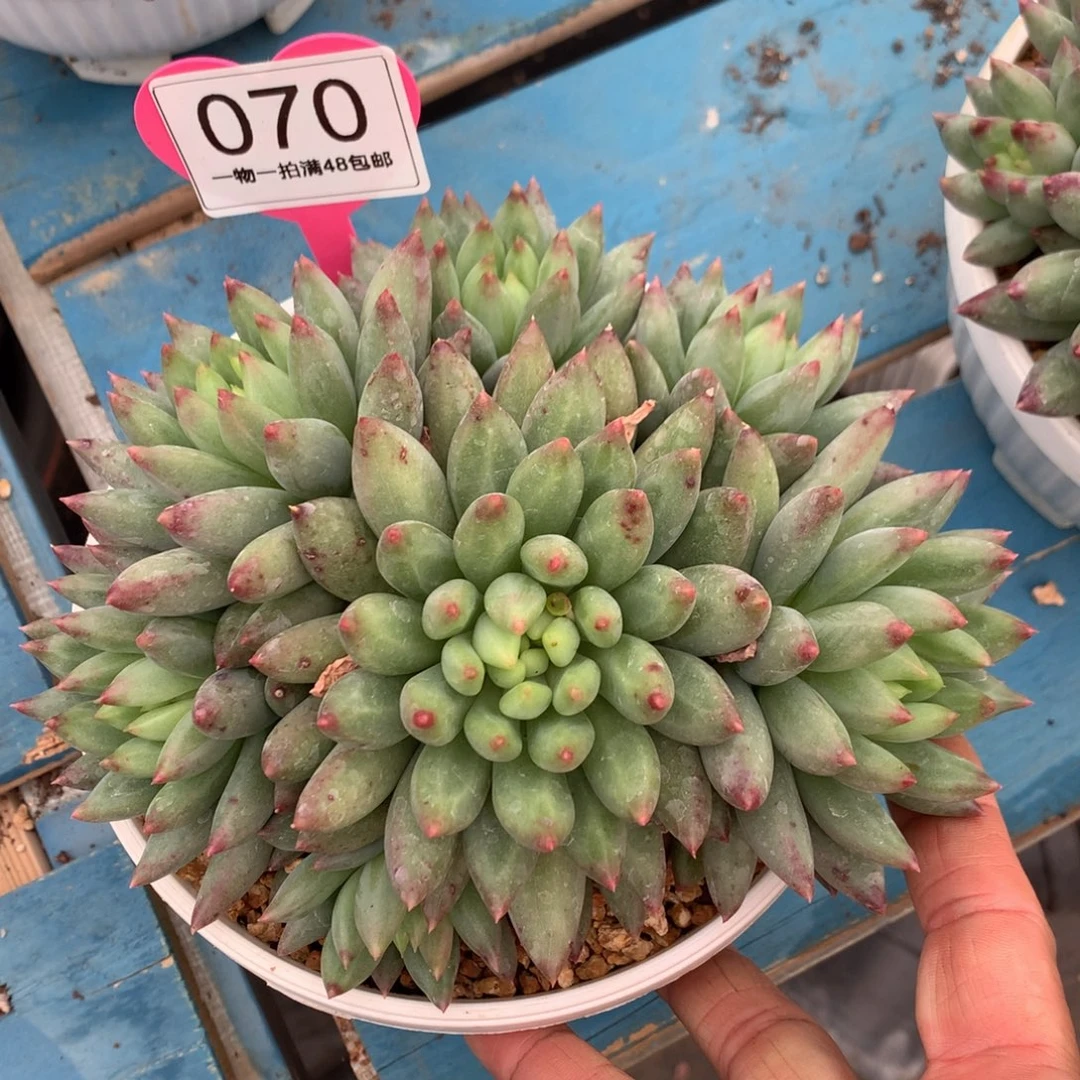 二代虞美人开播福利