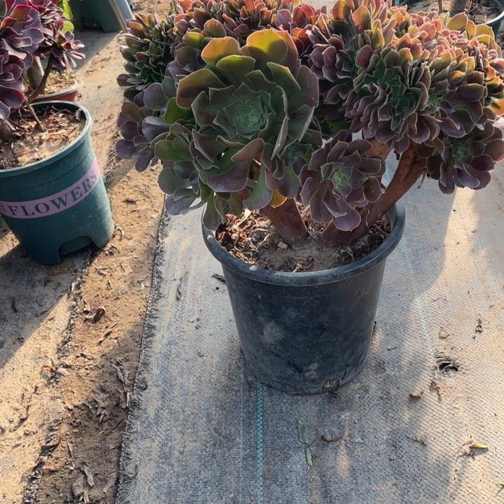 76玫瑰缀多肉植物多肉多肉