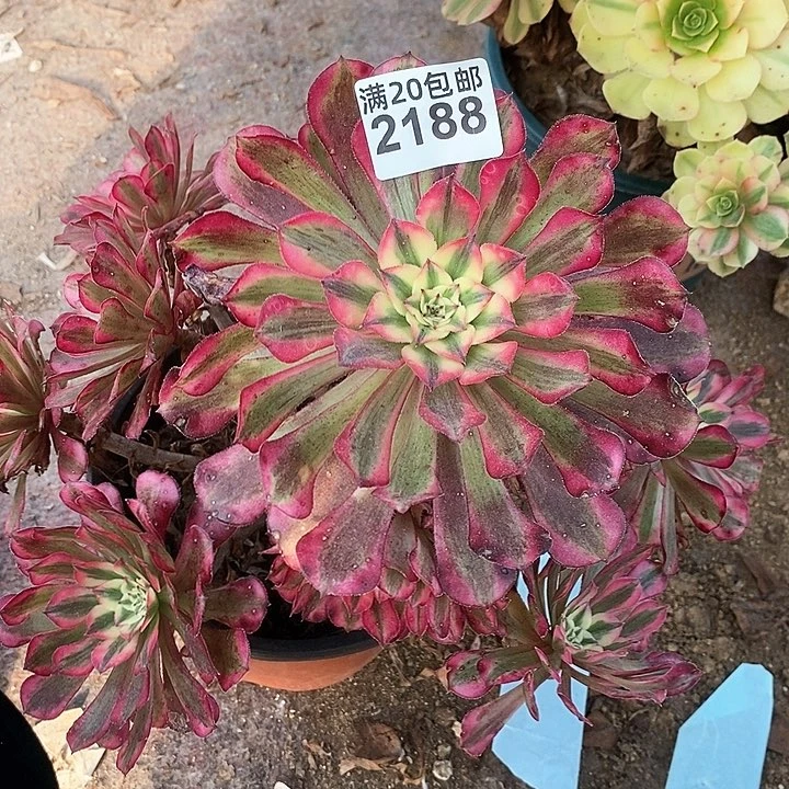 2188 一颗红铜葫法师