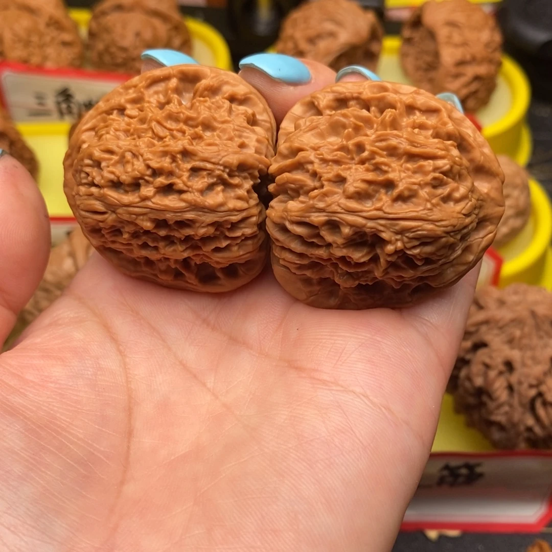 左***6菩提籽类三尖疆疆