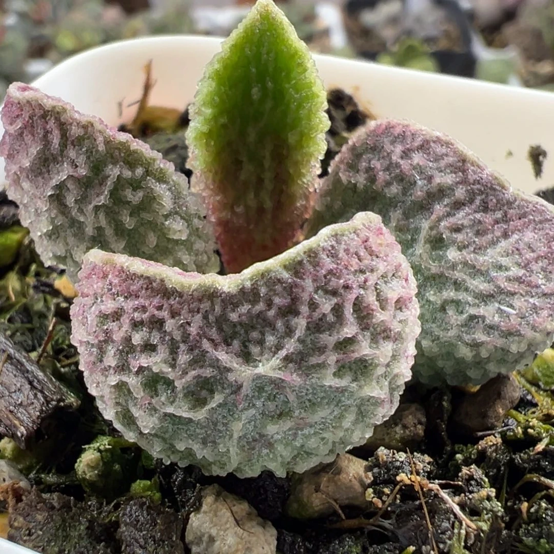 血斑脑纹实生新品多肉植物水泡