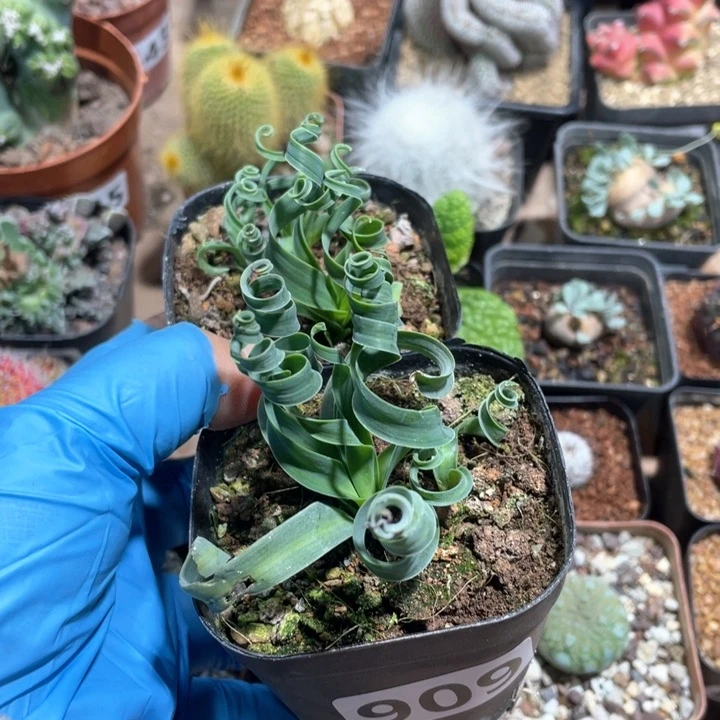 上***友909宽叶弹簧草2盆