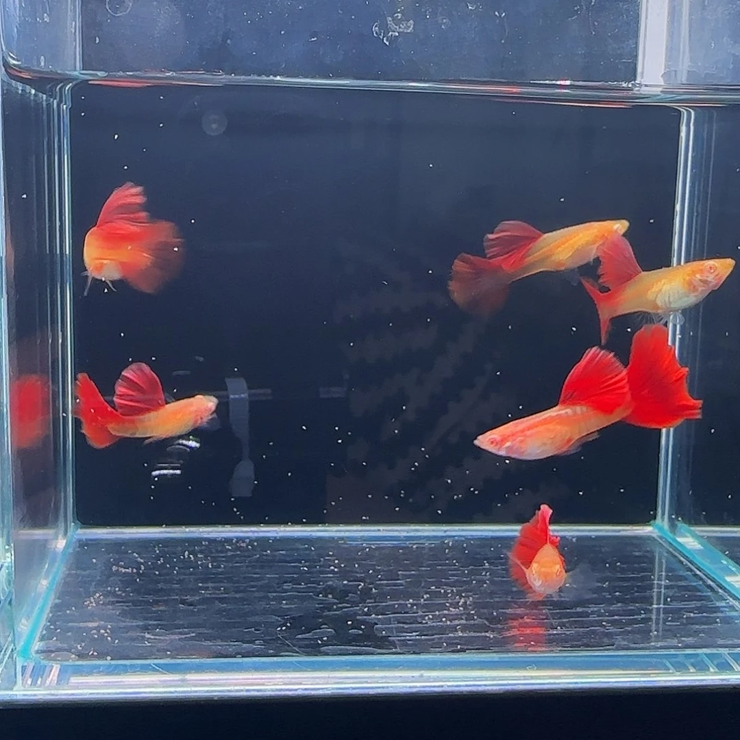孔雀鱼大背红尾蛇王3对